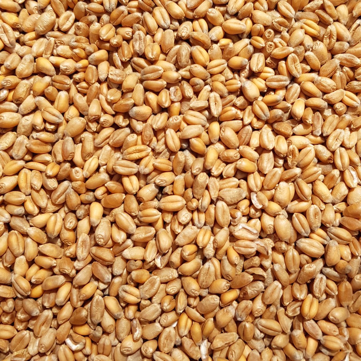 Supravit Weizen Futterweizen 5kg  Einzelfuttermittel für Tauben, Vögel, Nager & Geflügel